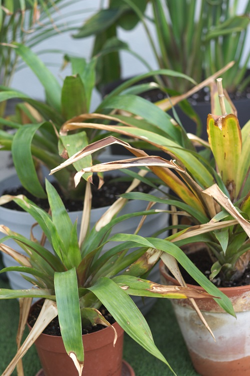 Three Bromeliad houseplants with damaged leaves.