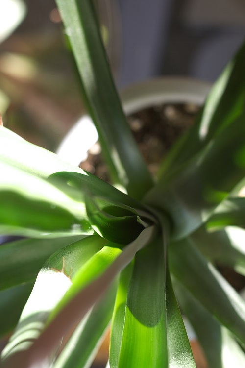 Pineapple plant (Ananas comosus), a popular houseplant. 