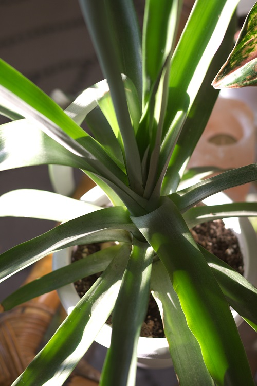 Pineapple plant (Ananas comosus), a popular houseplant. 