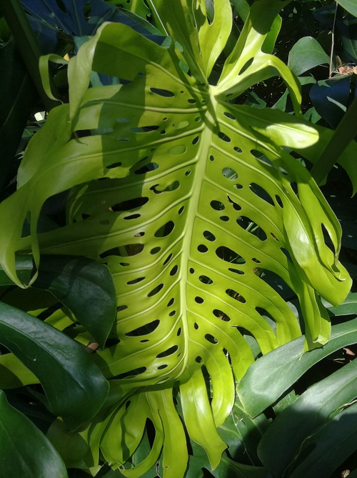 Very large, fresh Monstera deliciosa leaf in a botanical garden setting.