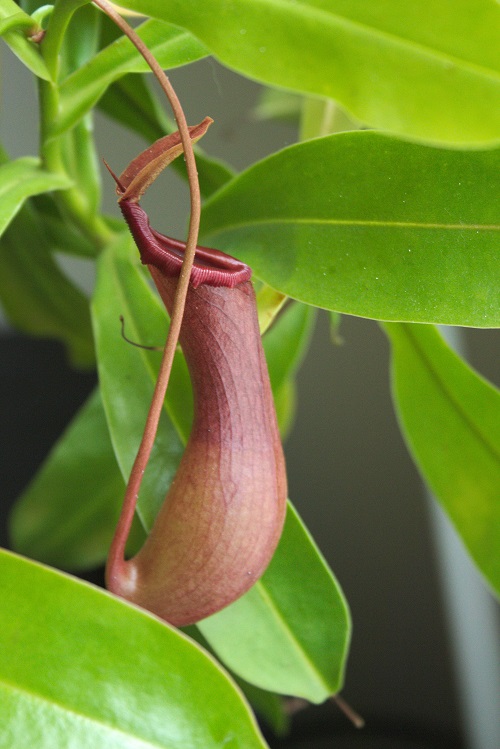 Pitcher of Nepenthes x ventrata, a popular carnivorous houseplant. 
