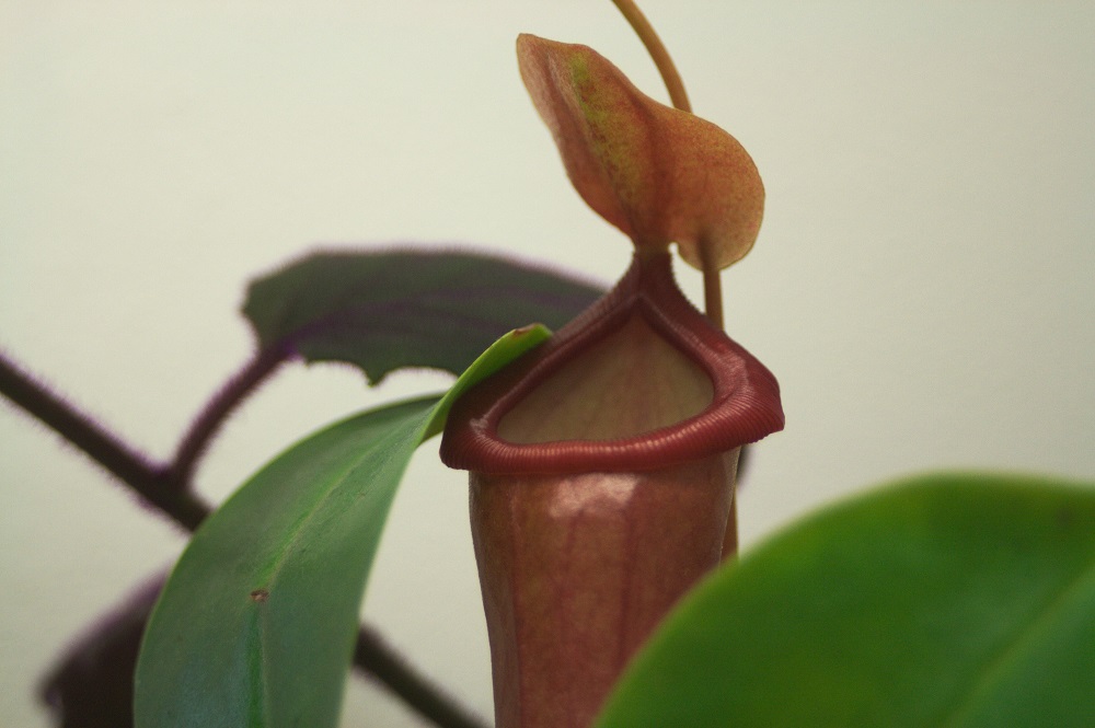 Nepenthes ventrata, una planta carnívora de interior común.