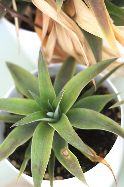 A pineapple pup grown from offsets from an ornamental pineapple plant.