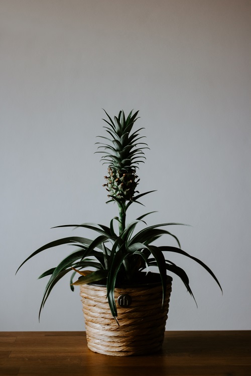 Ornamental pineapple plant (Ananas comosus), a popular houseplant. 