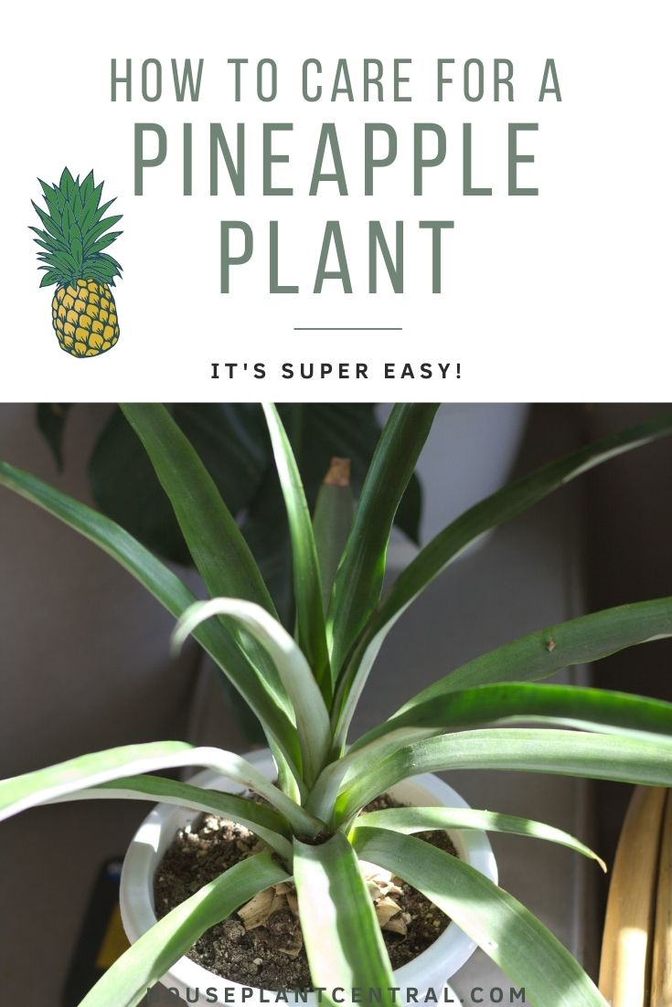 for pineapple plant Ananas comosus - Houseplant Central