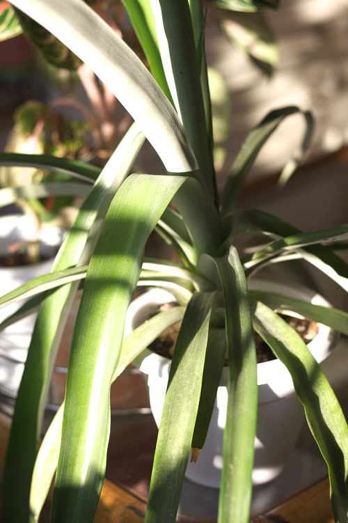 Pineapple plant (Ananas comosus), a popular houseplant. 