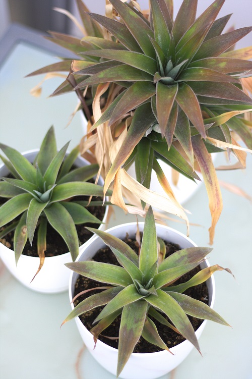 Three pineapple plants (Ananas comosus), a popular Bromeliad houseplant.