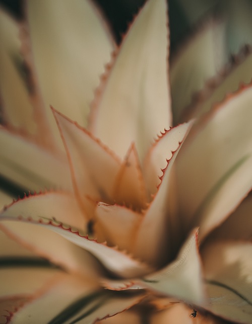 Variegated pineapple plant (Ananas comosus), a popular houseplant. 