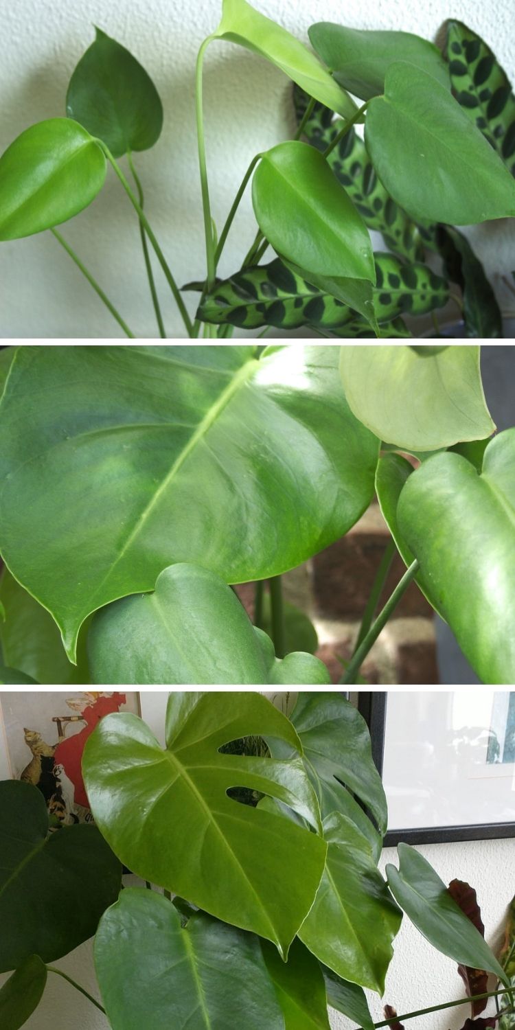 Side-by-side of three photos showing growth progress in Monstera deliciosa, a popular houseplant.