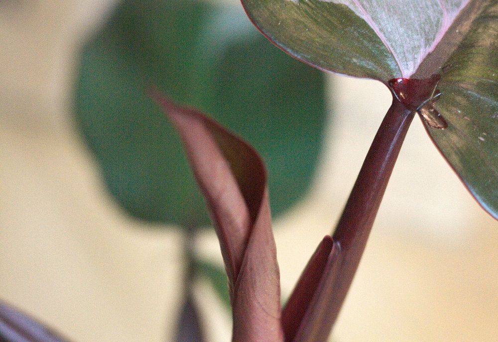 Philodendron 'Pink Princess', a popular houseplant.