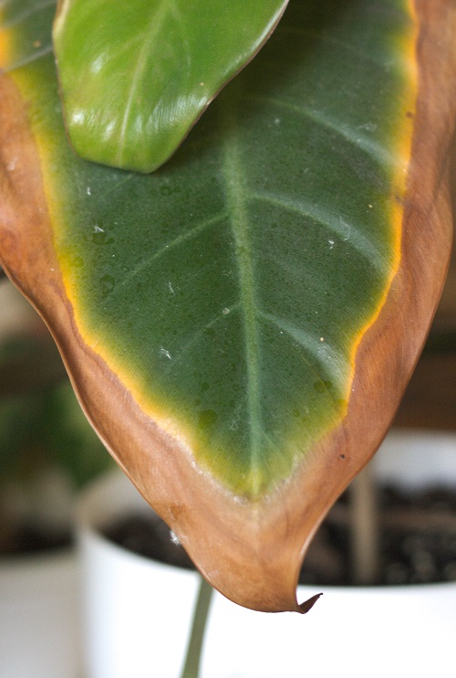 Close-up of Philodendron houseplant leave with brown and yellowing edges.