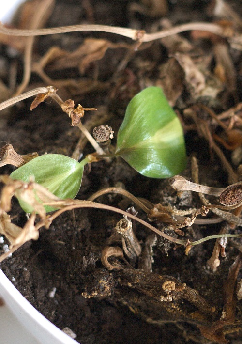 Two leaves of Philodendron hederaceum houseplant among dead foliage. 