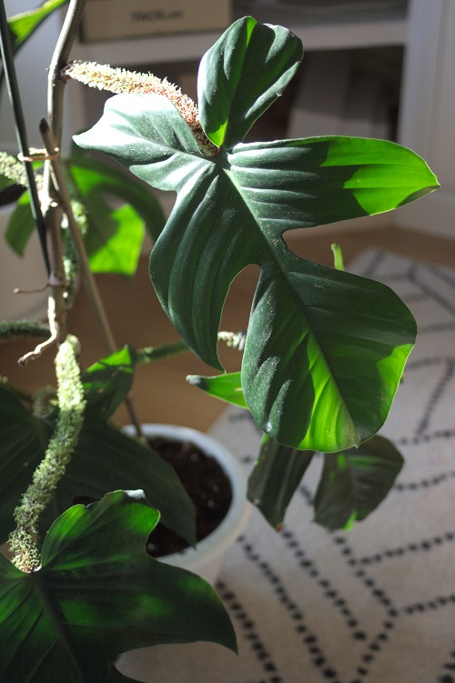 Philodendron squamiferum houseplant in the sun.
