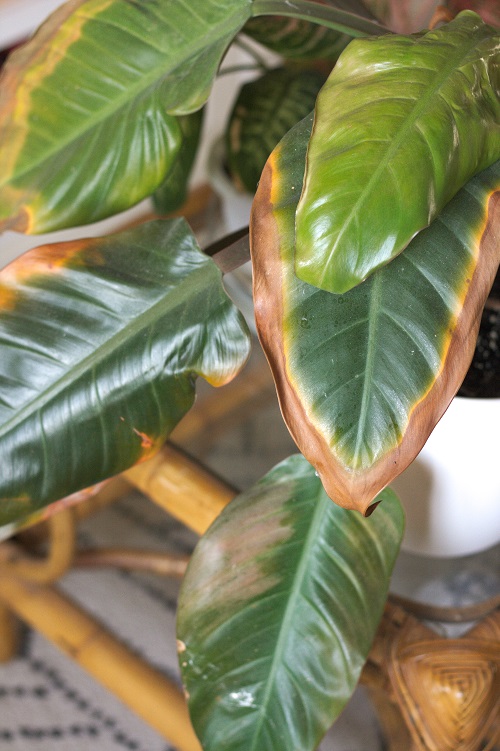 Yellowing and browning large leaves of Philodendron, a popular houseplant.