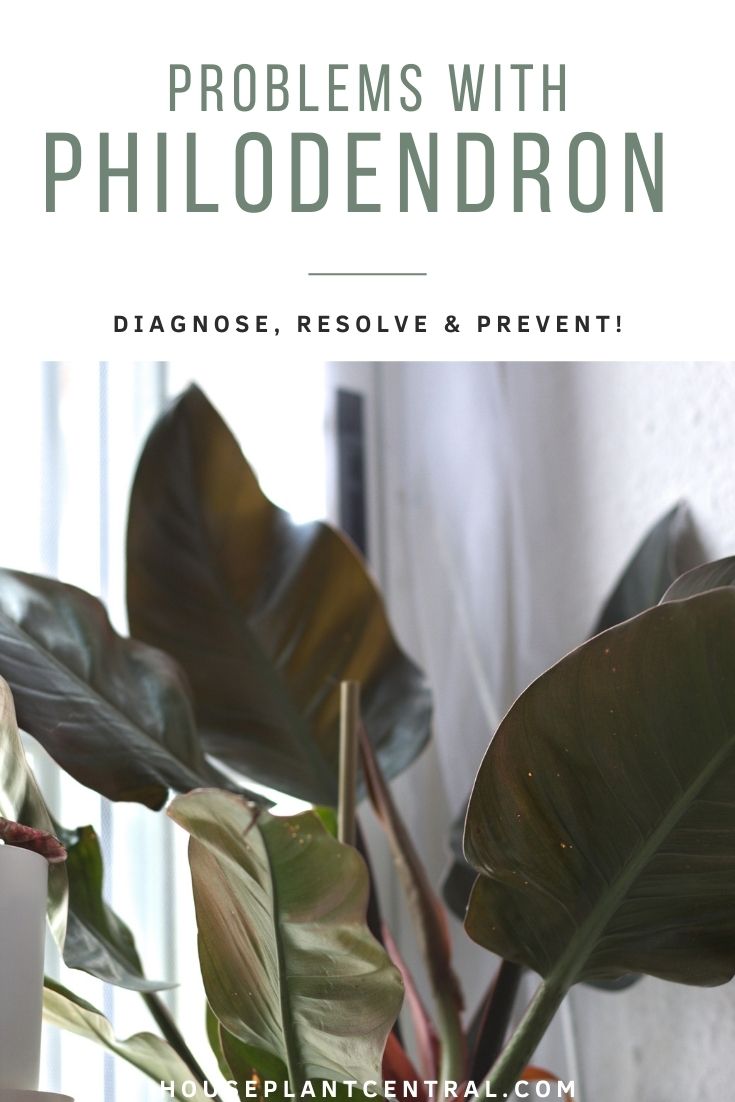 Leaves of Philodendron houseplant | Problems with Philodendron