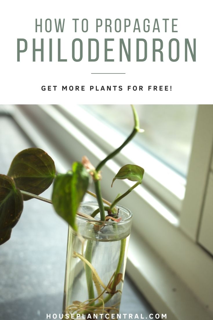 Philodendron micans houseplant rooting in water | All about Philodendron propagation