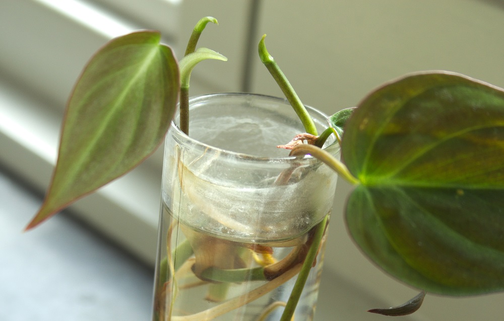 Philodendon micans cuttings rooting in water.