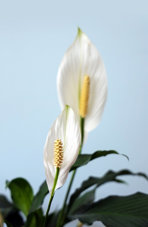 Flores blancas del espatifilo, una planta de interior conocida científicamente como lirio de paz.
