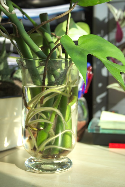 Well-rooted Rhaphidophora tetrasperma (mini Monstera) houseplant cuttings in water. 