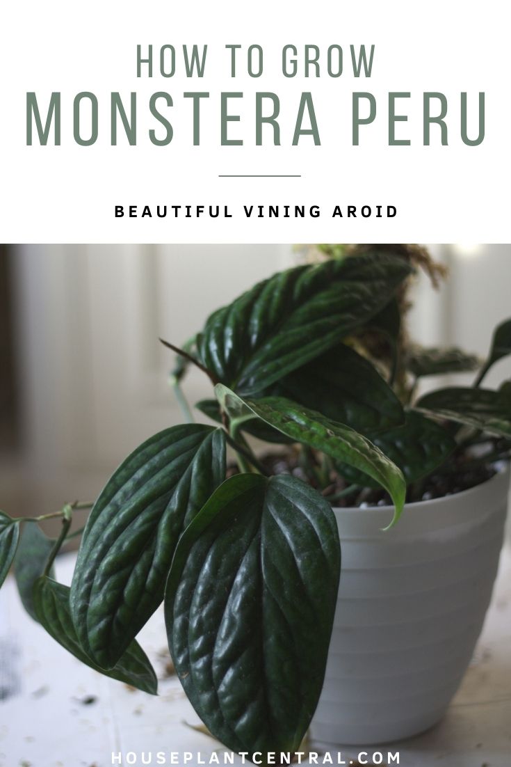 Caring for Monstera 'Peru', a vining aroid houseplant.