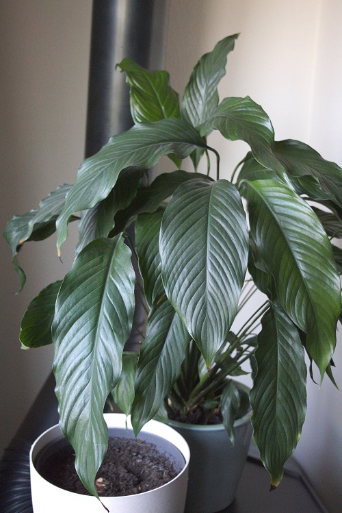 Spathiphyllum, una planta de interior popular también conocida como lirio de paz.