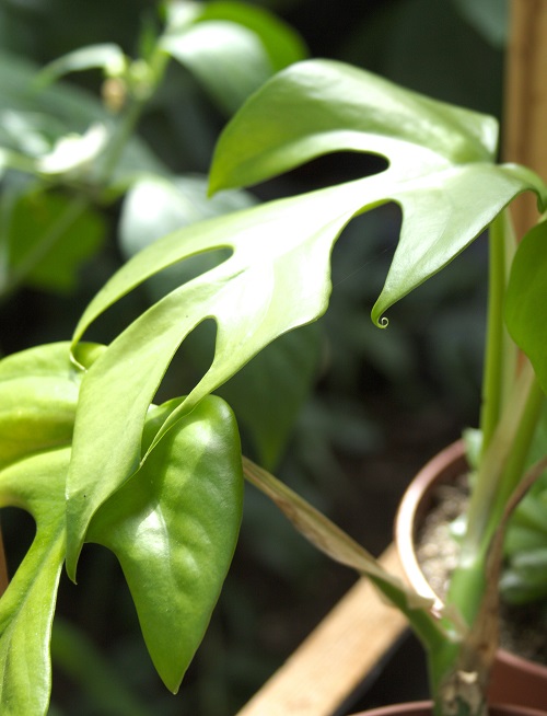 Rhaphidophora tetrasperma, an aroid houseplant also known as mini Monstera.