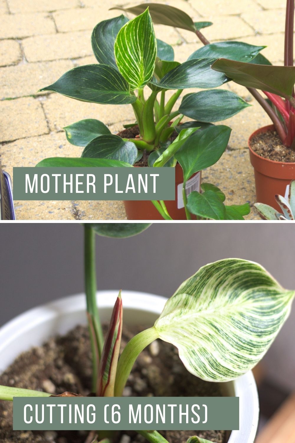 Philodendron 'Birkin' mother plant and cutting comparison photo.