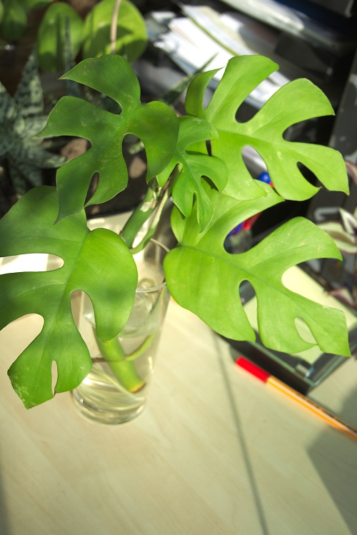 Rhaphidophora tetrasperma (mini Monstera houseplant) cutting in water.