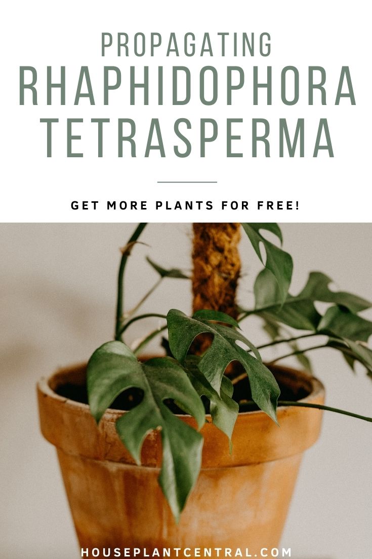 Rhaphidophora tetrasperma (mini Monstera) houseplant | Rhaphidophora tetrasperma propagation in water, soil & more
