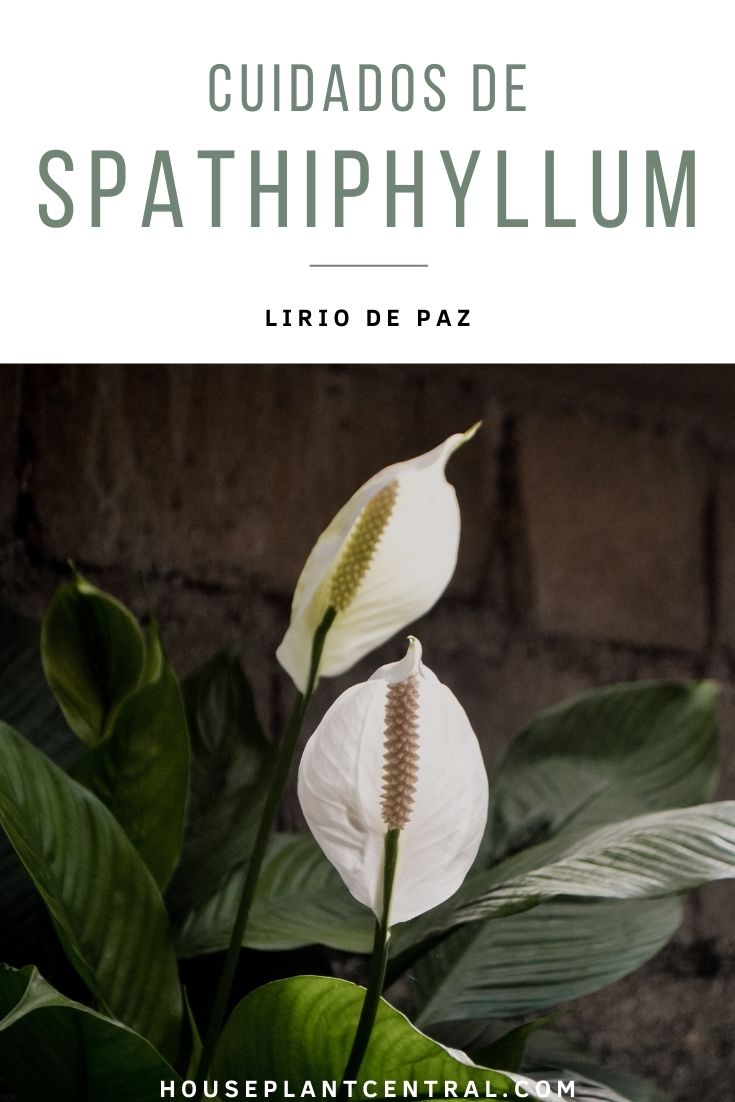 Flores del lirio de paz, una planta de interior conocida científicamente como Spathiphyllum.