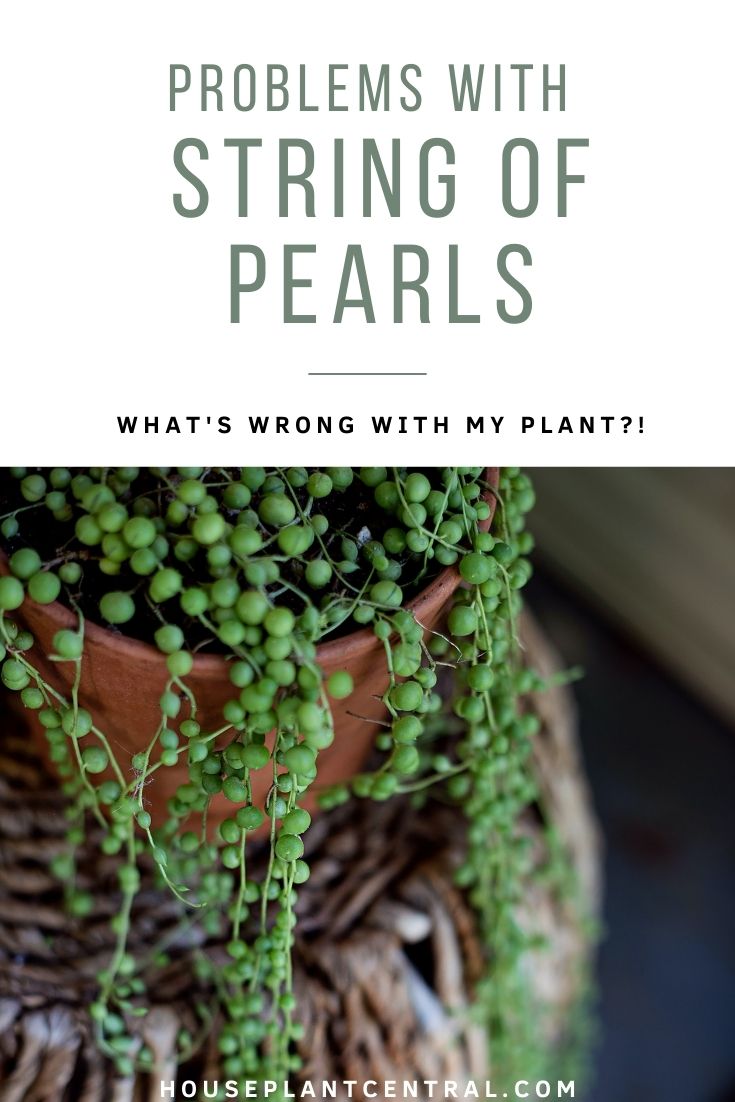 String of pearls succulent (Senecio rowleyanus), a popular trailing houseplant.