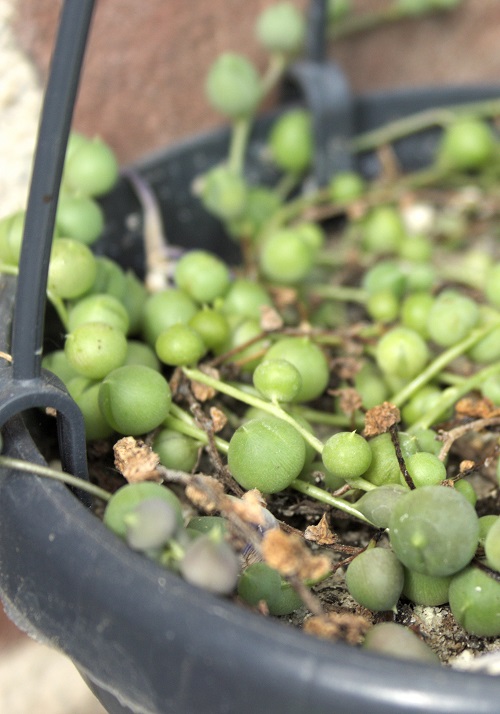 Close-up of leaves of string of pearls (Curio rowleyanus), a popular succulent houseplant.