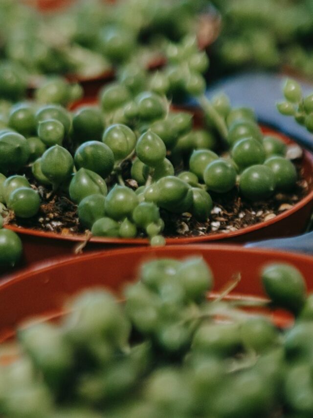 String of pearls succulents (Curio rowleyanus), a popular houseplant.
