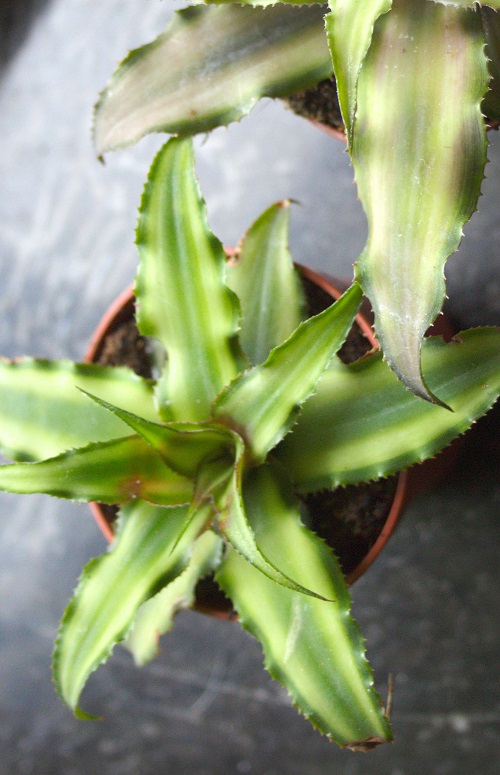 Green Cryptanthus Bromeliad houseplant.