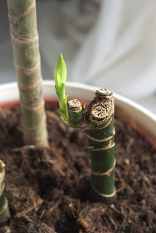 Dracaena houseplant stem sprouting.