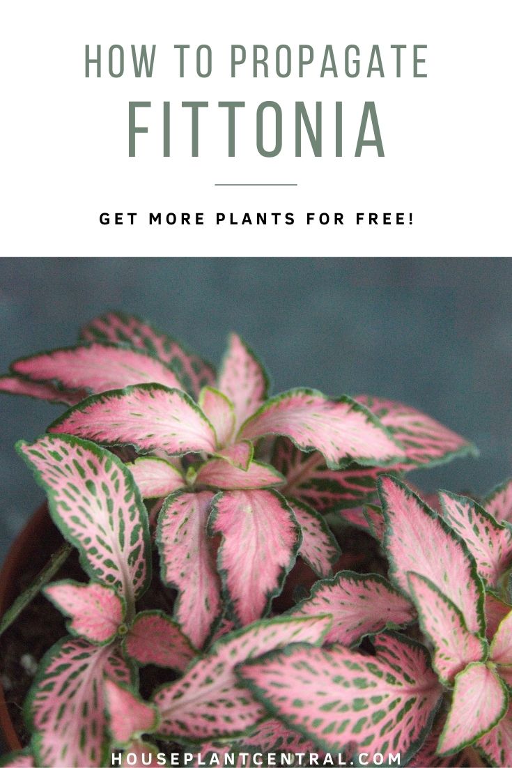 Close-up of pink leaves of a nerve plant houseplant | Propagating Fittonia in water or soil