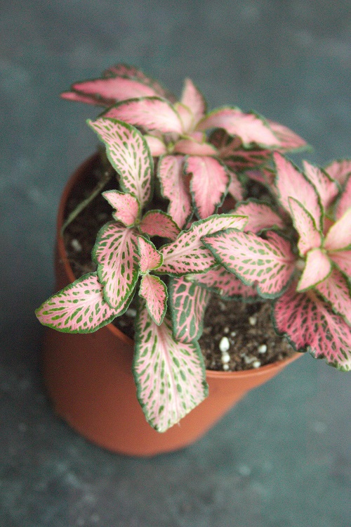 Close-up of a pink nerve plant (Fittonia), a popular houseplant.