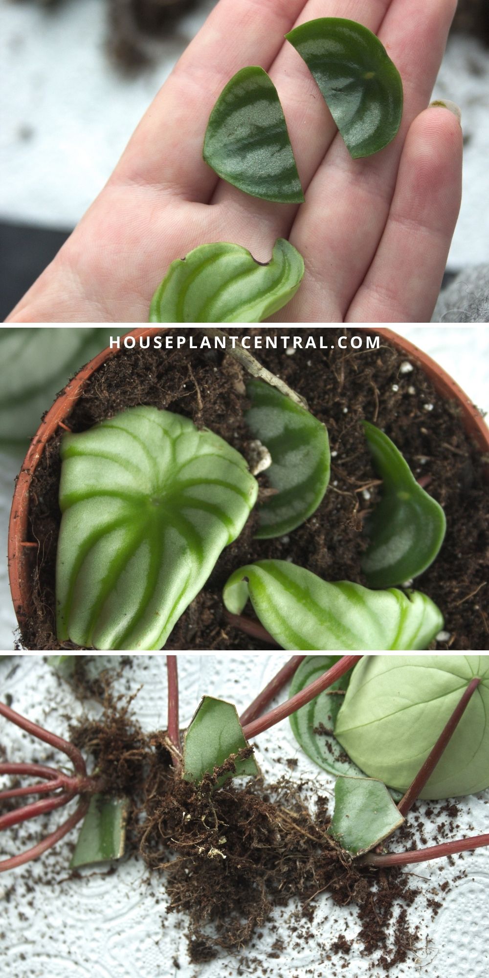 Set of three photos showing propagation of a watermelon Peperomia houseplant.
