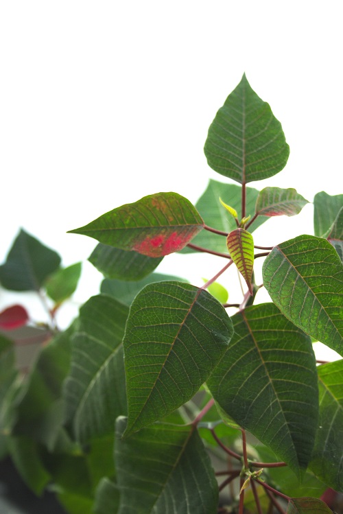 Euphorbia pulcherrima, a popular holiday houseplant also known as Poinsettia.