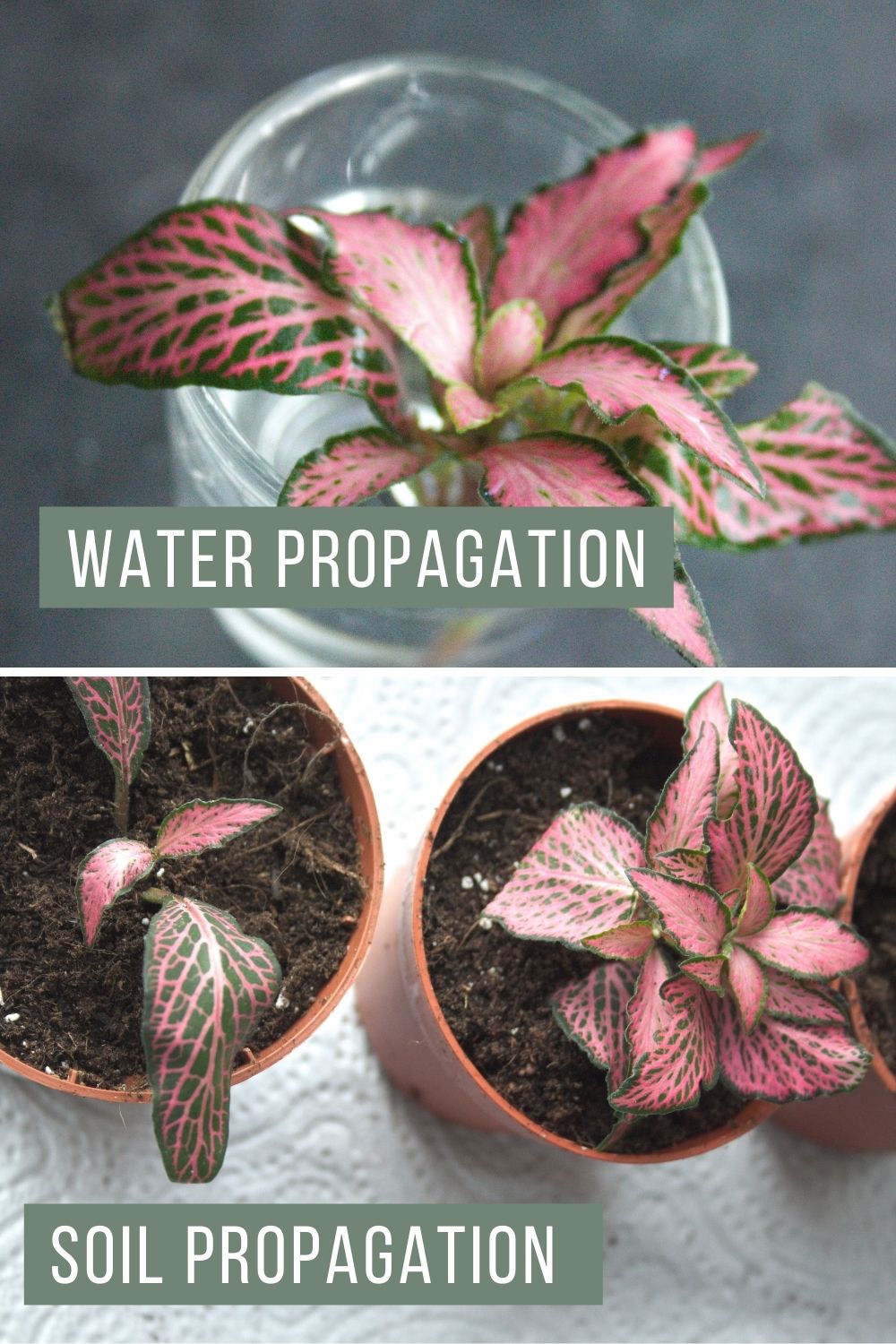 Example of Fittonia propagation (nerve plant) in water and soil.