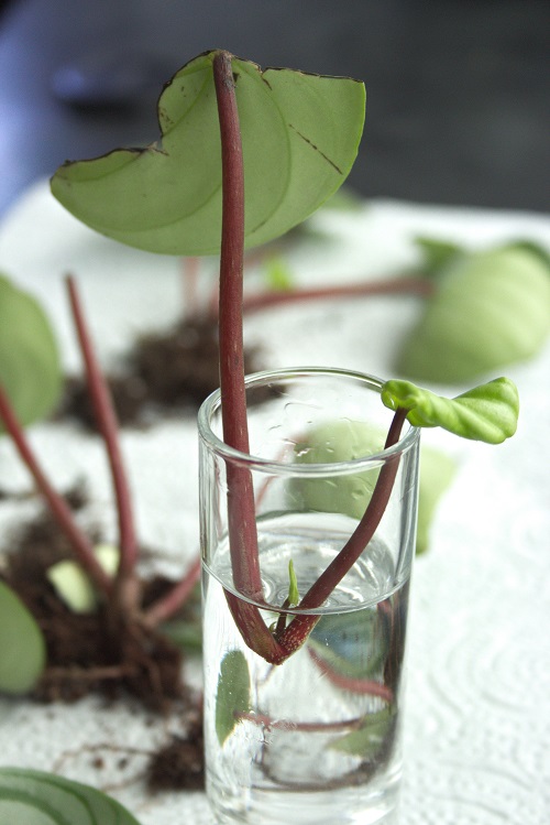 Water propagation of Peperomia argyreia houseplant.