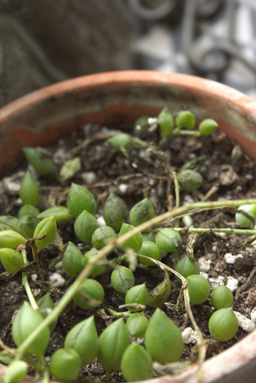 Damaged leaves of string of pearls (Curio rowleyanus), a popular succulent houseplant.