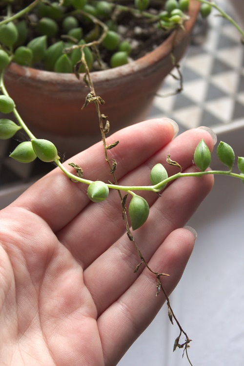 String of pearls succulent (Senecio rowleyanus) with shriveled dead leaves.