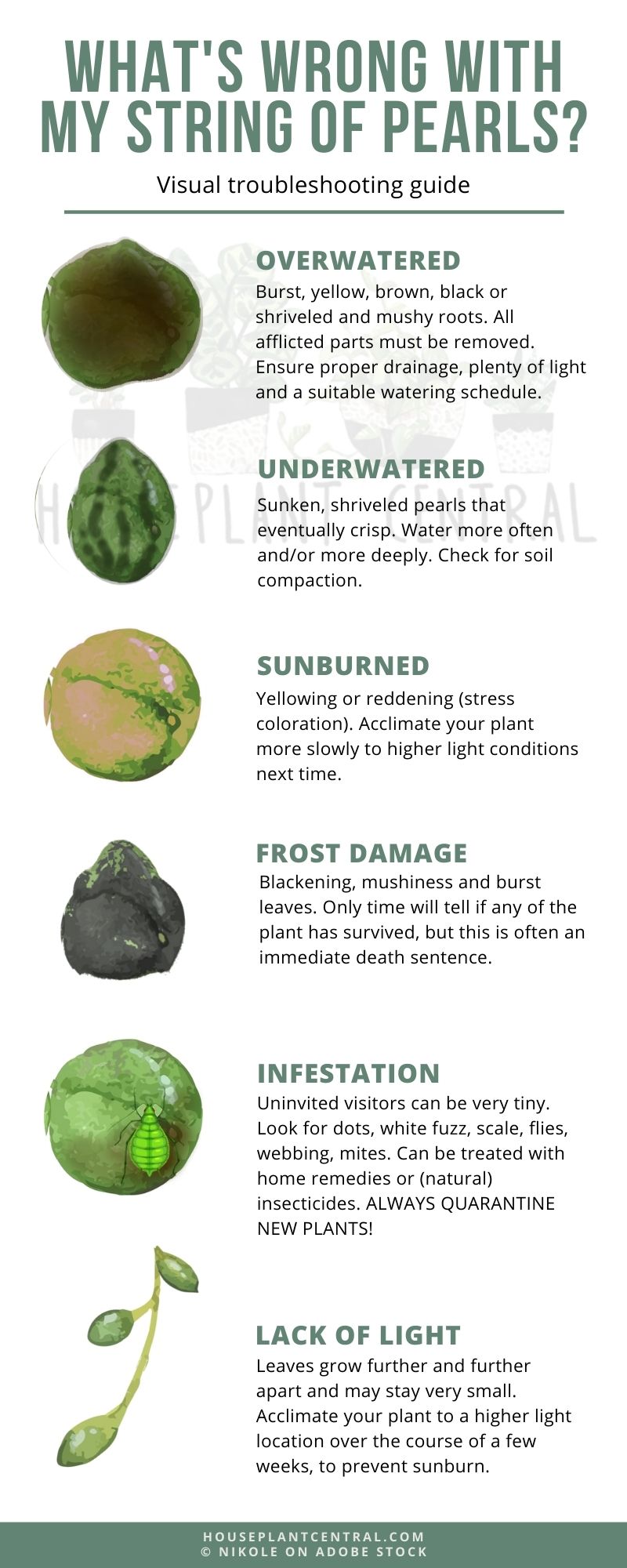 Curio rowleyanus (string of pearls succulent) visual troubleshooting guide.