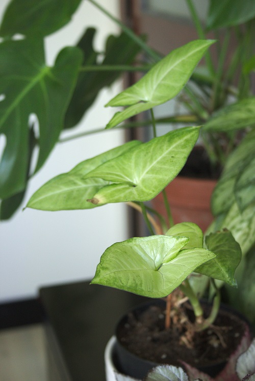 Syngonium podophyllum, a popular houseplant also known as arrowhead plant.