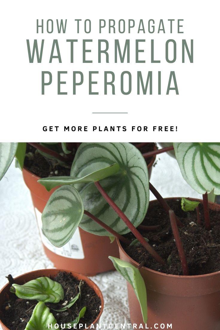 Guide to propagating Peperomia argyreia, a houseplant also known as watermelon Peperomia. 