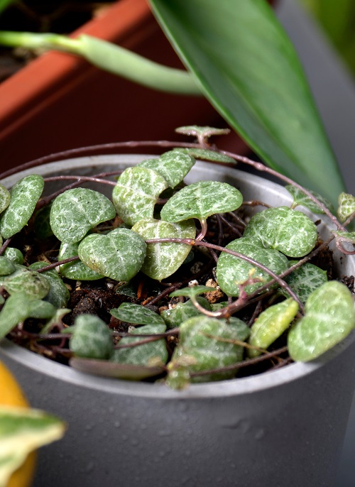 String of hearts (Ceropegia woodii) houseplant leaf close-up.