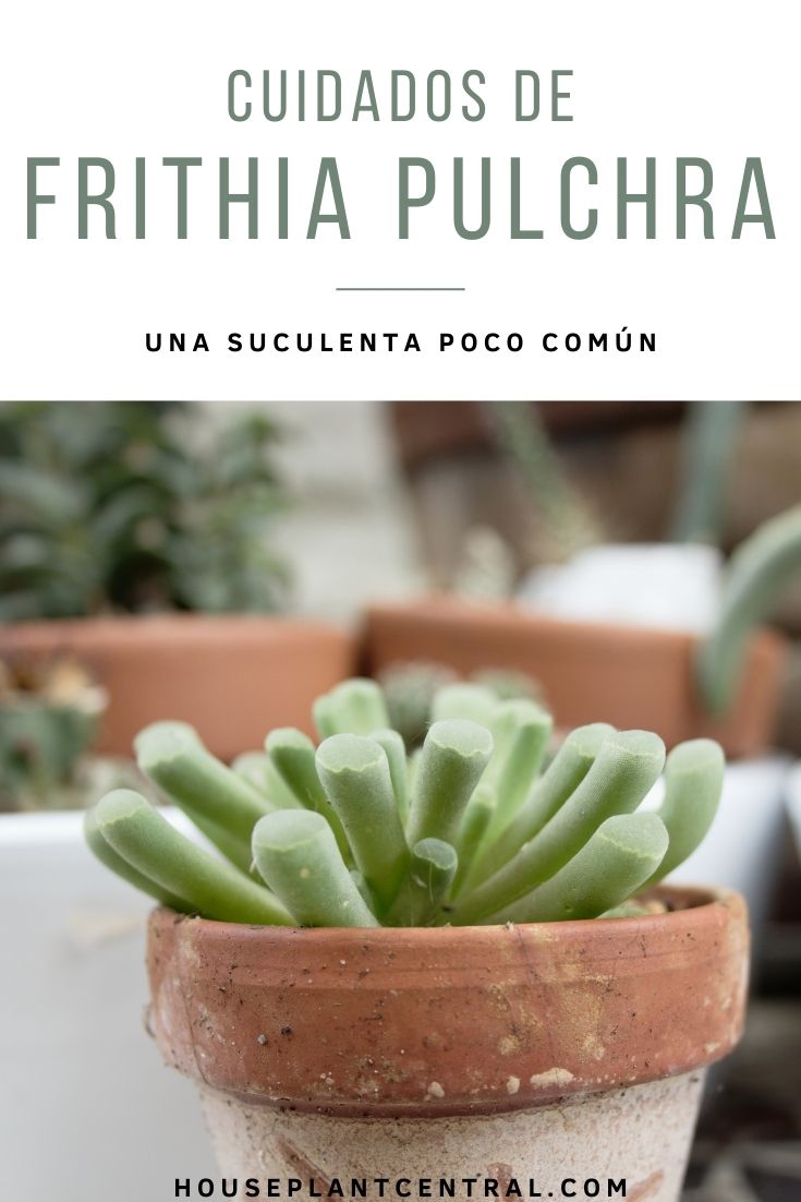 Frithia pulchra, una planta de interior suculenta.