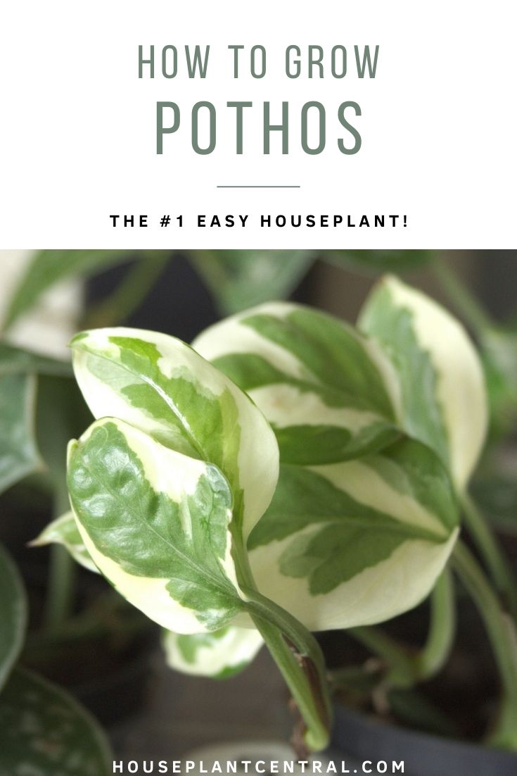 Pothos-care