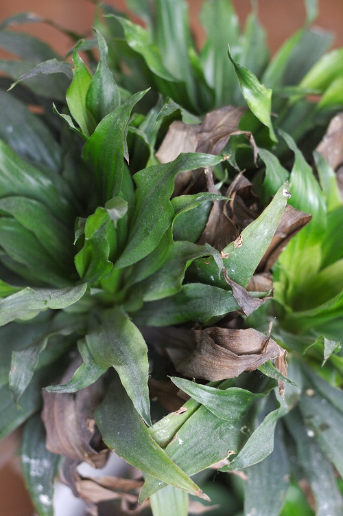 Dracaena 'Compacta' houseplant with brown leaves.